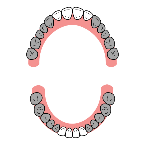 歯のイラストレーション