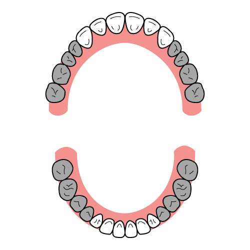 歯のイラストレーション