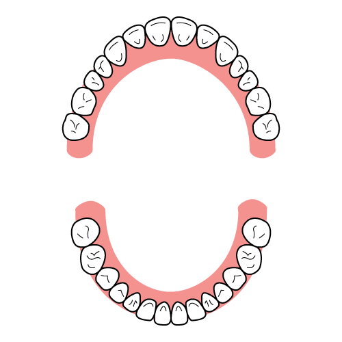 歯のイラストレーション